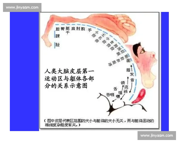 基于动作记忆的神经机制与运动技能优化研究
